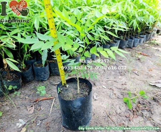 Cây Sưa Giống (Cao 30cm – Ms: 08237)