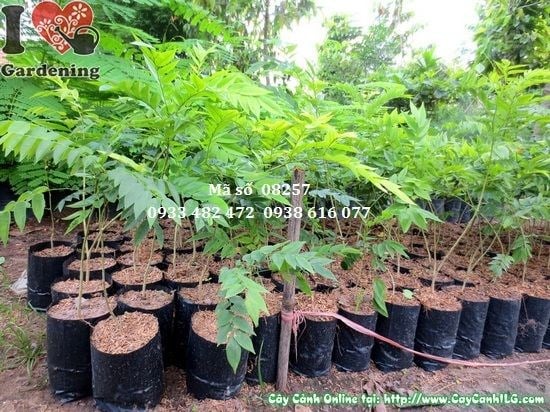 Cây Sưa Giống (Cao 50cm – Ms: 08257)