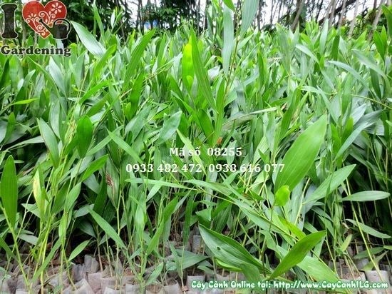 Cây Tràm Bông Vàng Giống (Cao 30cm – Ms: 08255)
