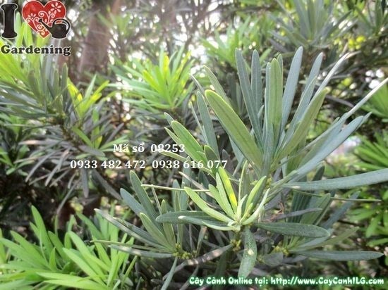 Cây Tùng La Hán Cắt Tháp (Cao 3,5m – Ms: 08253)
