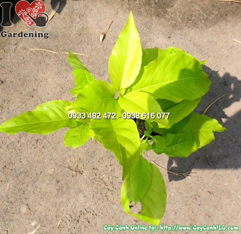 Cây Bạch Trạng (Cao 25cm – Ms:12341)