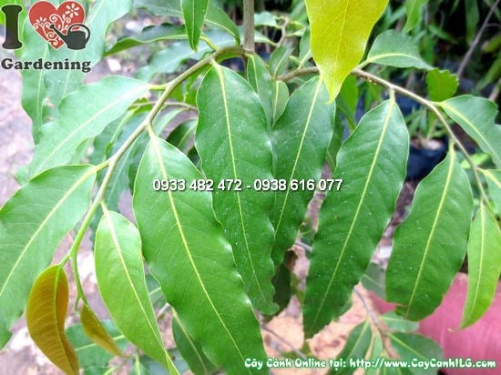 Cây Huyền Diệp Giống (Cao 1m – Ms:12350)