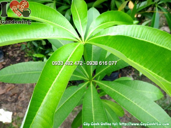 Cây Mò Cua Giống (Cao 1m – Ms:12357)