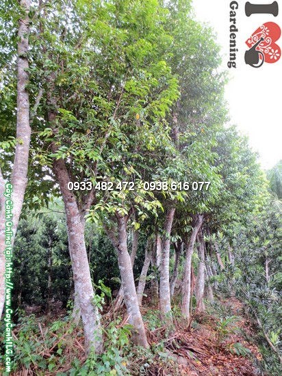 Cây Trầm Gió (Cao 4m – Ms:12364)