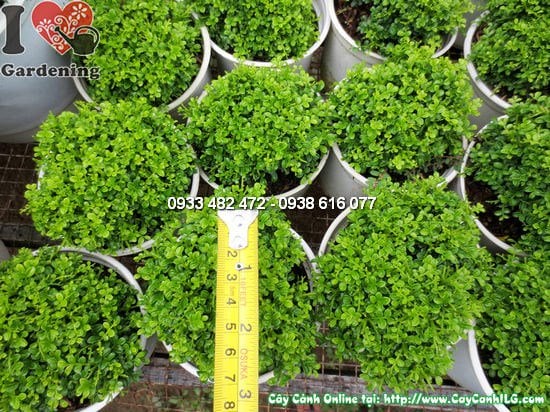 Cây Nguyệt Quế Lá Nhí Mini (Cao 10cm – Ms:12378)
