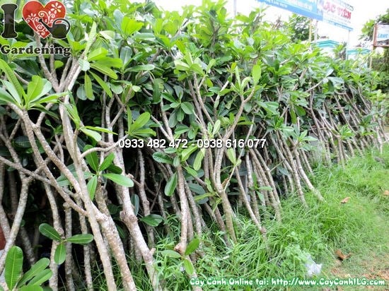 Cây Sứ Cùi Hoa Trắng (Cao 1,7m – Ms: 12392)