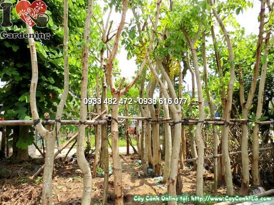 Cây Muồng Hoàng Yến (Cao 4m – Đường kính 15cm – Ms:12398)