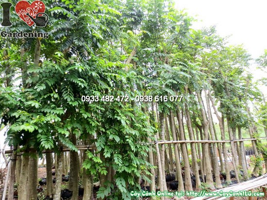 Cây Chuông Đỏ (Cao 4,5m – Đường kính: 15cm – Ms:12382)