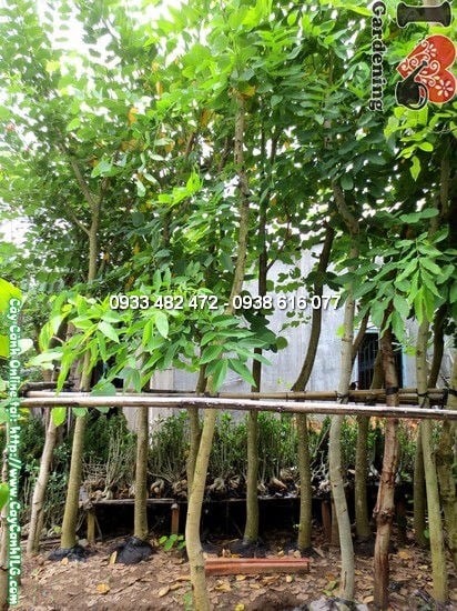 Cây Muồng Hoàng Yến (Cao 4m – Đường kính: 10cm – Ms:12410)