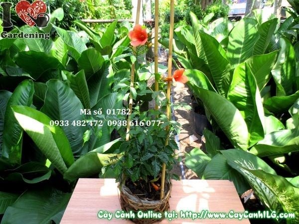 Cây Hoa Lan Tiêu (Cao 45cm – Ms: 01782)