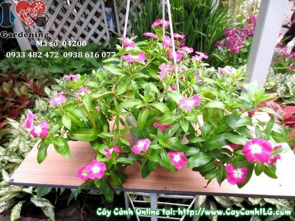 Cây Hoa Dừa Treo (Cao 20cm – Ms: 01785)