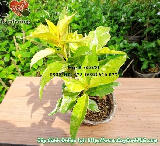 Cây Lá Màu Bông (Cao 25cm – Ms: 03059)