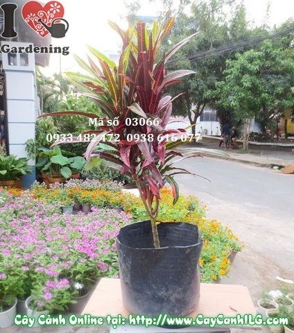 Cây Lá Màu Da Huy (Cao 50cm – Ms: 03066)