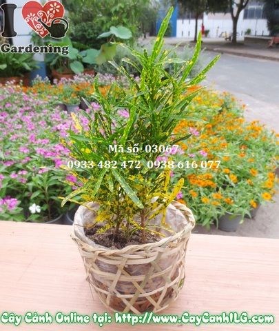 Cây Lá Màu Sao Nhái Nhỏ (Cao 20cm – Ms: 03067)