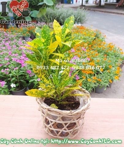 Cây Lá Màu Vàng Bạc Nhỏ (Cao 20cm – Ms: 03068)
