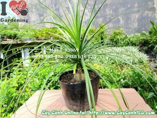 Cây Lan Bình Rượu (Cao 50cm – Ms: 03069)