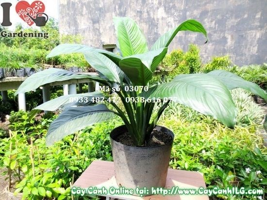 Cây Lan Mỹ (Cao 65cm – Ms: 03070)