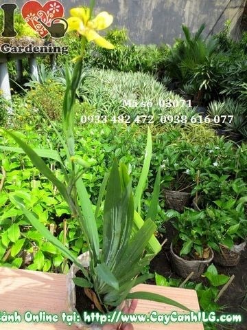 Cây Lan Rẻ Quạt (Cao 35cm – Ms: 03071)