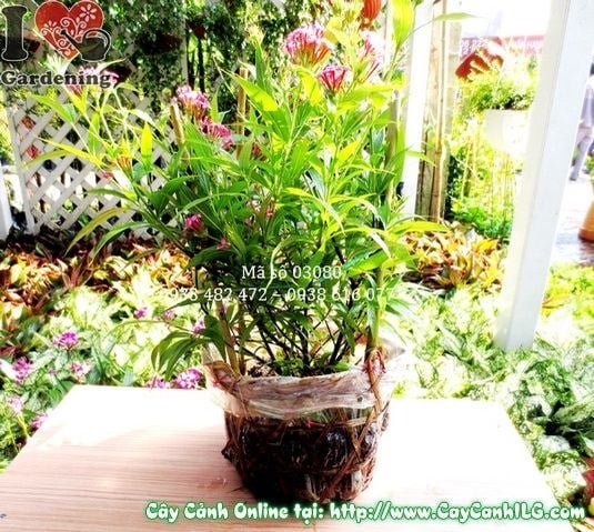 Cây Liễu Hồng (Cao 35cm – Ms: 03080)