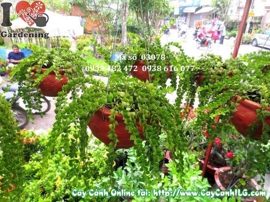 Cây Lan Tim Treo (Cao 10cm – Ms: 03078)