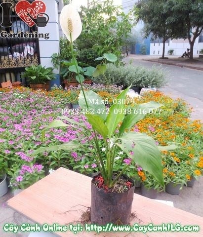 Cây Lan Ý Nhỏ (Cao 35cm – Ms: 03079)