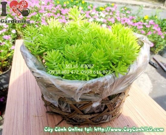 Cây Mười Giờ Pháp (Cao 10cm – Ms: 03082)