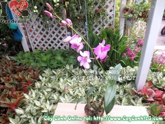 Cây Phong Lan Dendro (Cao 40cm – Ms: 03085)