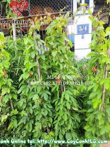 Cây Sao Đỏ (Cao 140cm – Ms: 03086)