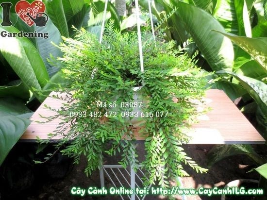 Cây Sơn Liễu Thái (Cao 10cm – Ms: 03087)
