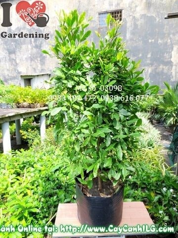 Cây Thần Kỳ (Cao 120cm – Ms: 03098)