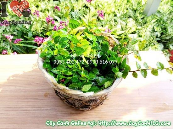 Cây Thằn Lằn (Cao 15cm – Ms: 03099)