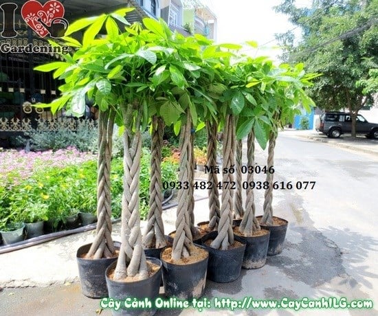 Cây Thắt Bím (Cao 130cm – Ms: 03100)