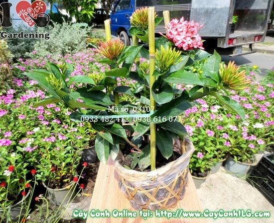 Cây Trang Mỹ (Cao 35cm – Ms: 03107)