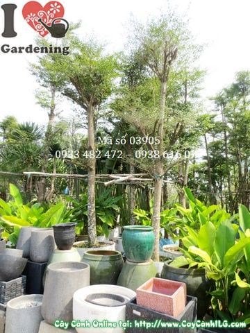 Cây Bàng Đài Loan (Cao 4,5m – Ms: 03905)