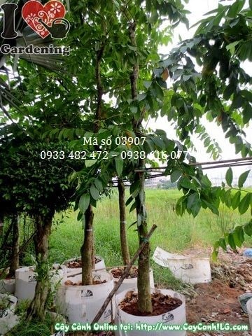 Cây Bằng Lăng (Cao 3m – Ms: 03907)