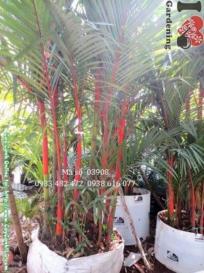 Cây Cau Đỏ (Cao 2,5m – Bụi rộng 0,7m – Ms: 03908)