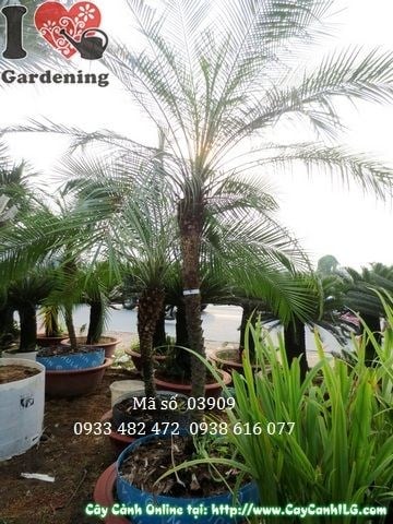 Cây Cau Nga Mi (Cao 1,5m – Ms: 03909)