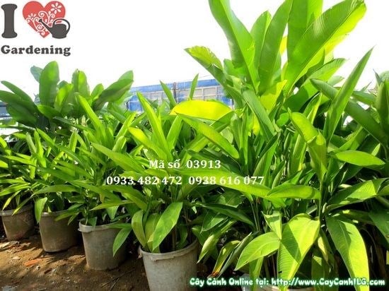 Cây Chuối Pháo (Cao 1,5m – Ms: 03913)