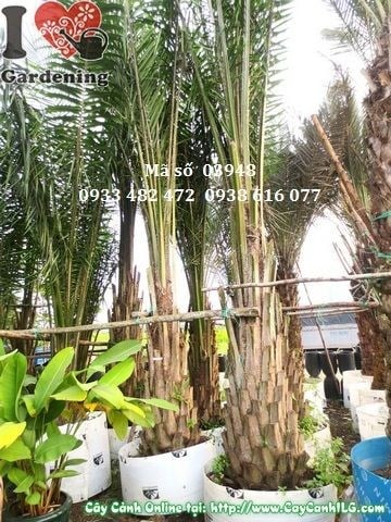 Cây Cọ Dầu (Đường kính: 0,5m – Ms: 03948)
