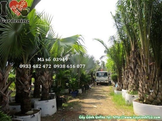 Cây Cọ Dầu (Đường kính: 0,7m – Ms: 03949)