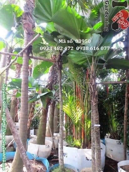 Cây Cọ Nhật (Cao 3m – Ms: 03950)