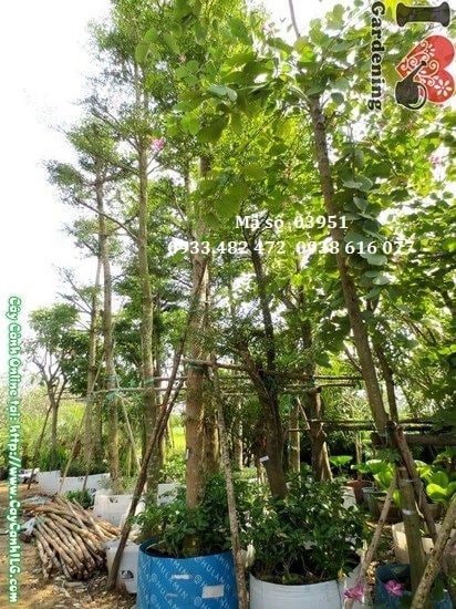 Cây Hoa Ban (Cao 3,5m – Ms: 03951)