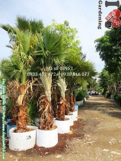 Cây Kè Đỏ (Cao 3m – Ms: 03953)