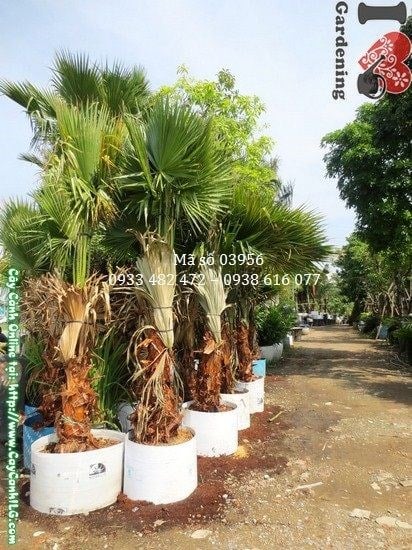 Cây Kè Lá Xanh (Cao 3m – Ms: 03956)