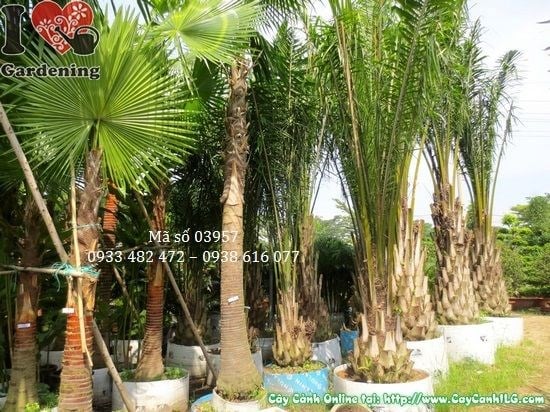 Cây Kè Lá Xanh (Cao 4m – Ms: 03957)