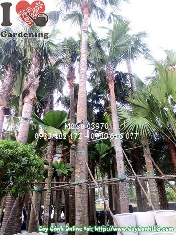 Cây Kè Xanh (Cao 7m – Ms: 03970)