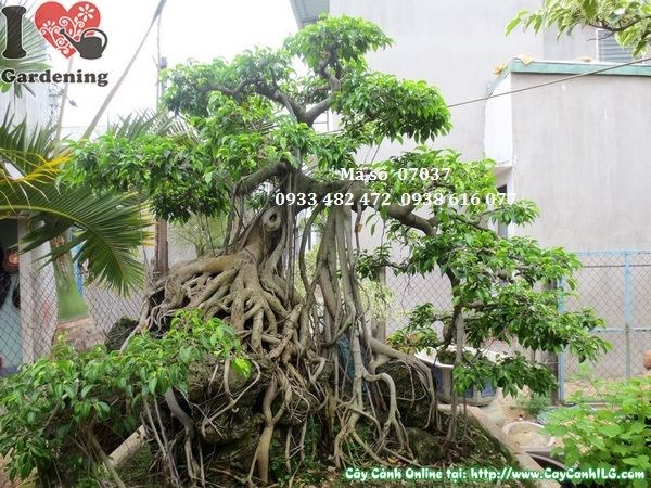 Cây Sanh Bonsai Bám Đá Cổ Thụ (Cao 230cm, Ms: 07037)