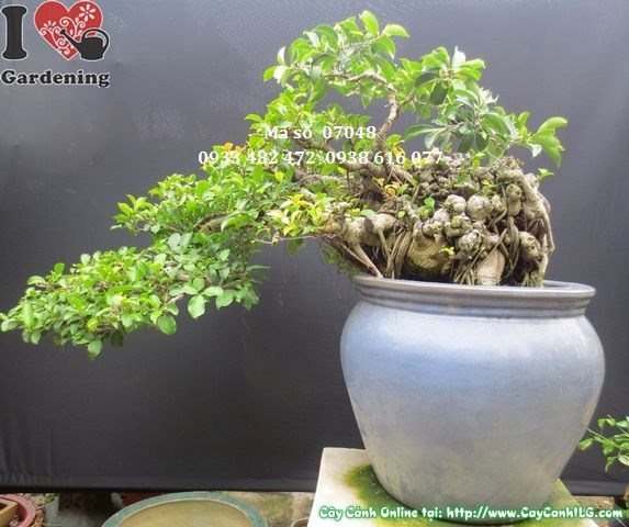 Cây Si Bonsai Lá Nhỏ Dáng Bay (Cao 45cm, hoành 80cm, Ms: 07048)