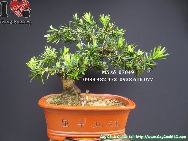 Cây Vạn Niên Tùng Bonsai Chậu Trung Quốc (Cao 45cm, Hoành 24cm, Ms: 07049)