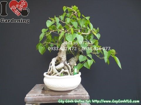 Cây Bồ Đề Bonsai (Cao 50cm – Ms: 07257)